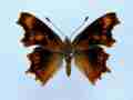 Polygonia c-album (cold shock abb 6) (Internet Image property of respective owner, non-commercial use only)